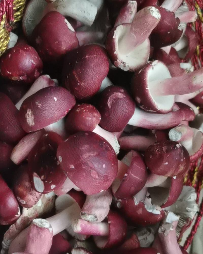 红蘑菇干