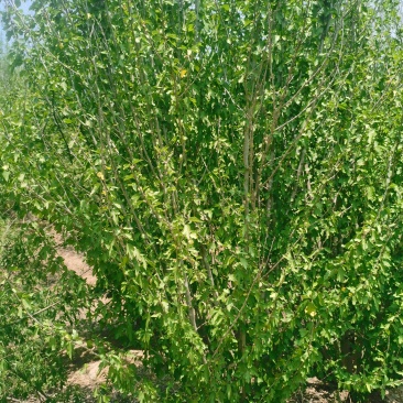 山东省临沂市蒙阴县从生木槿