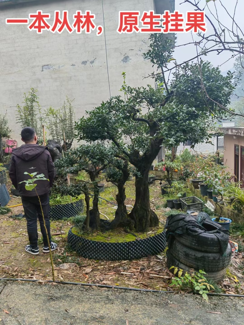 精品盆景乔木金弹子