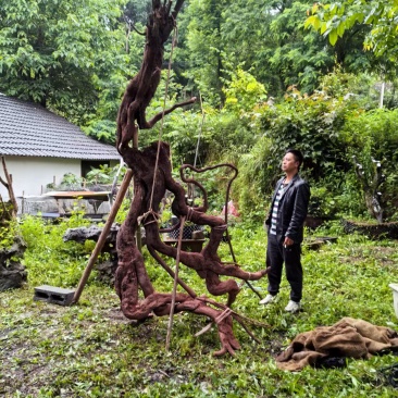 精品盆景乔木金弹子