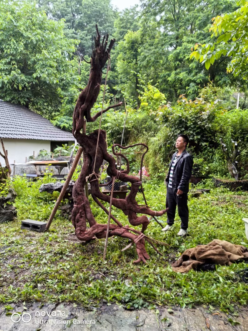 精品盆景乔木金弹子