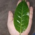 云南临沧勐库古树普洱茶