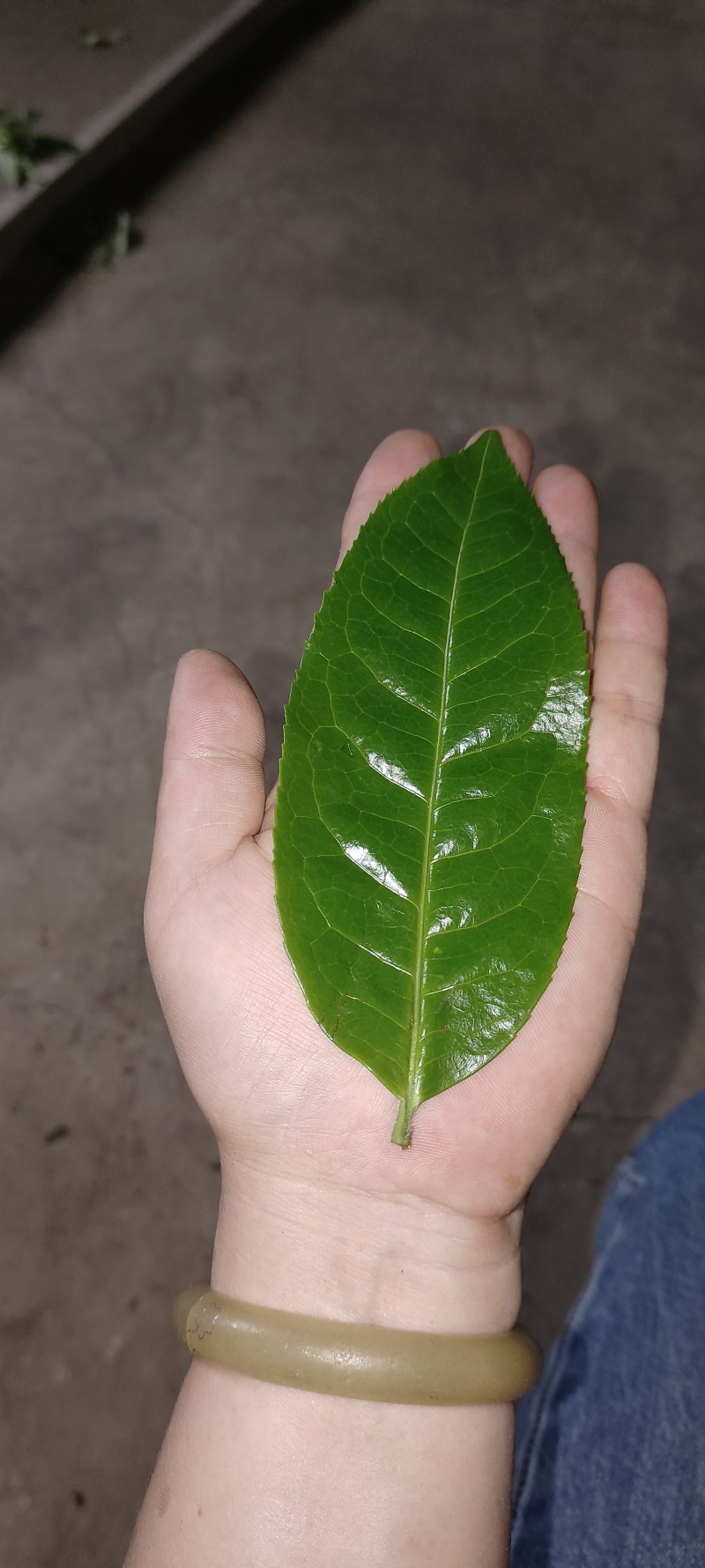 云南临沧勐库古树普洱茶