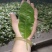 云南临沧勐库古树普洱茶