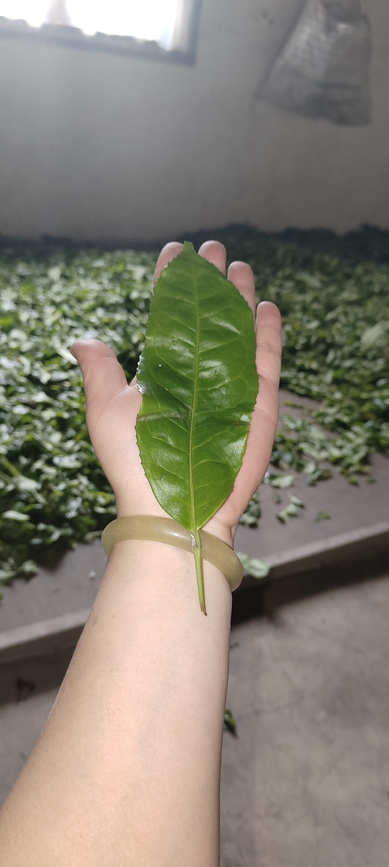 云南临沧勐库古树普洱茶