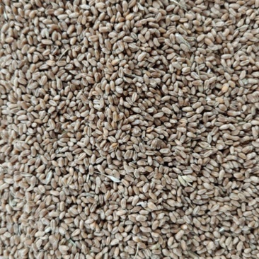200吨小麦出售