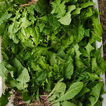 蒲公英鲜货
