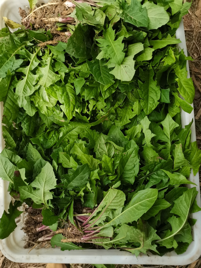 蒲公英鲜货