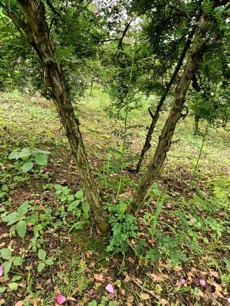 六年刺梨桩