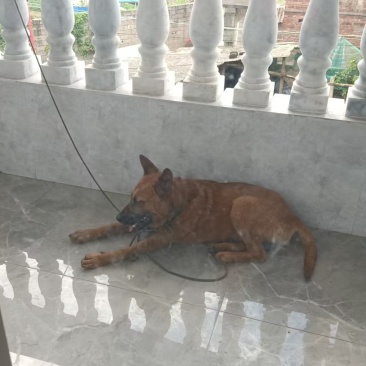 马犬