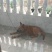 马犬