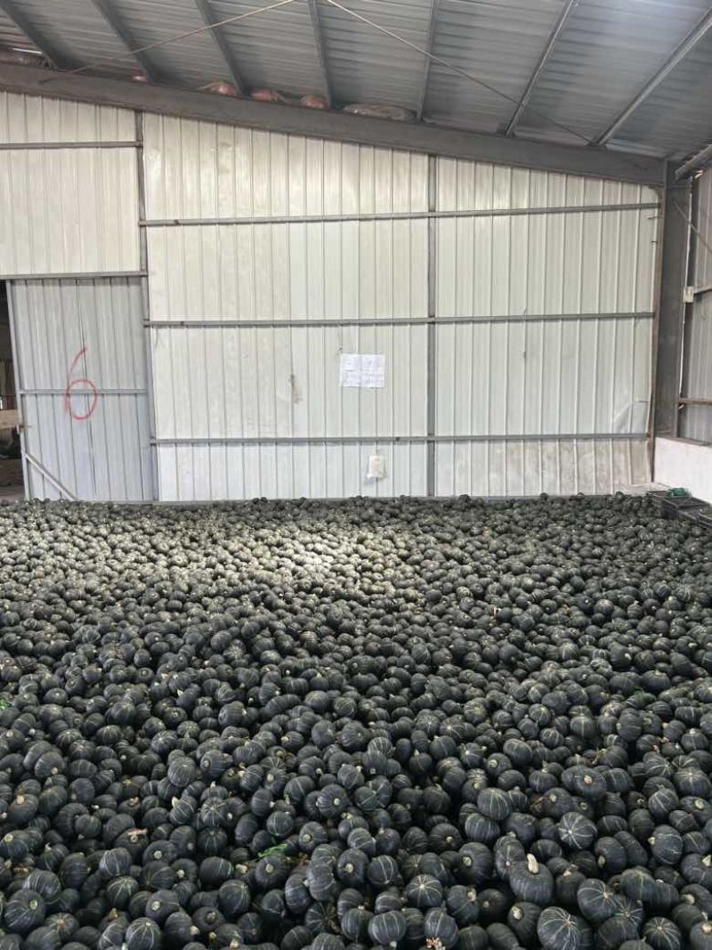 陕西地爬爆粉贝贝南瓜