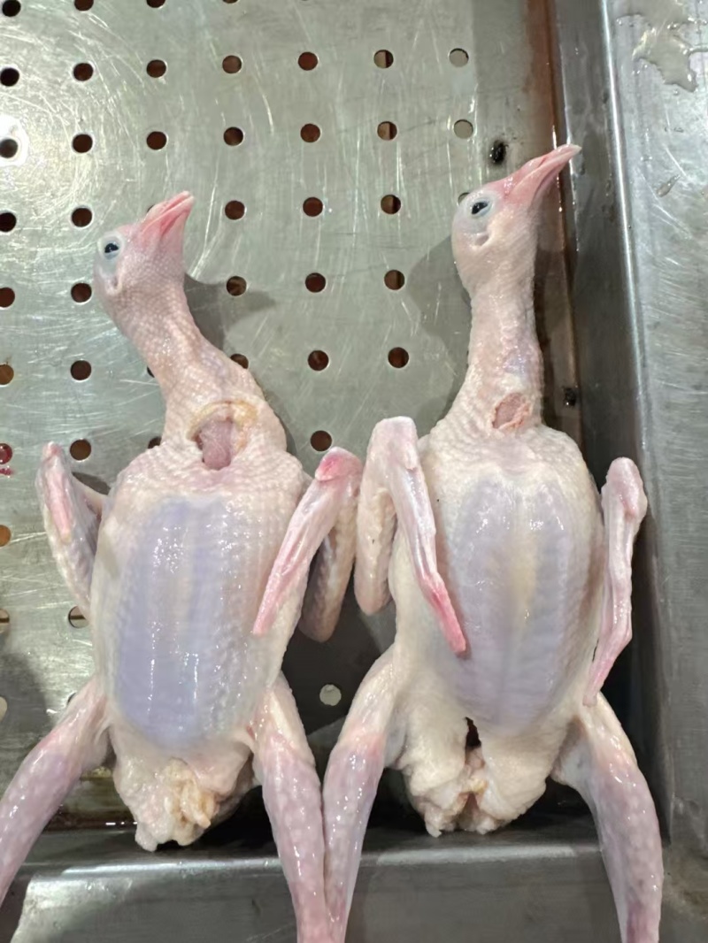 乳鸽