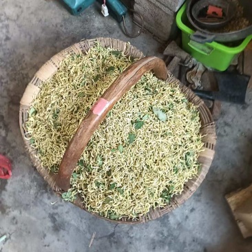 干金银花