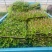 马尼拉草坪