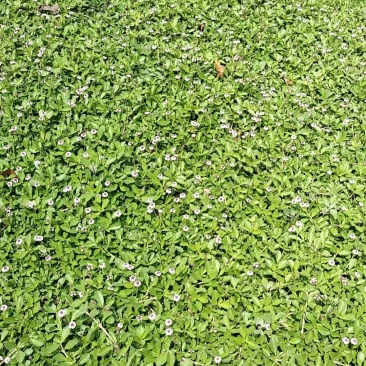 马尼拉草坪
