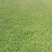 马尼拉草坪