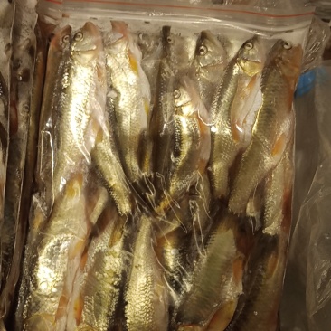 大嘴马口鱼批发