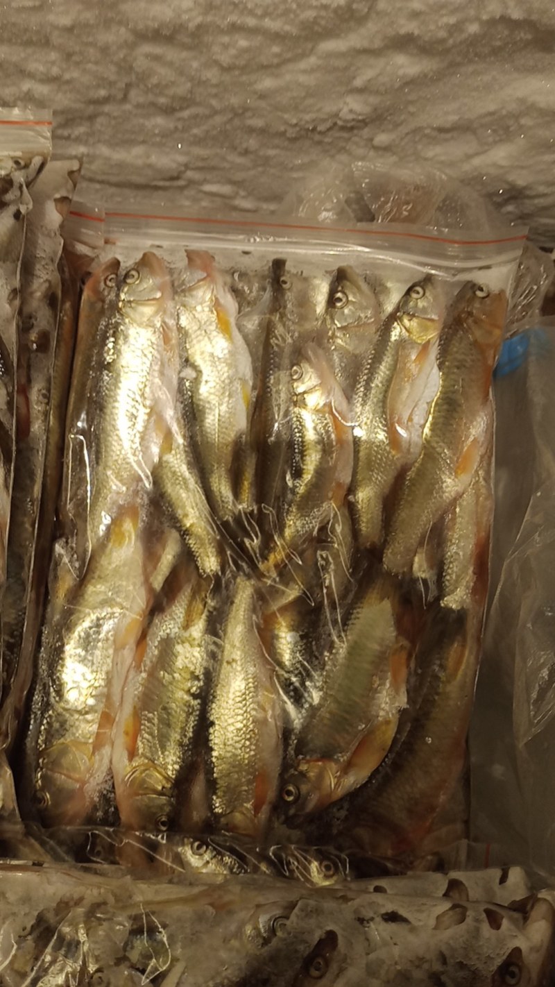 大嘴马口鱼批发