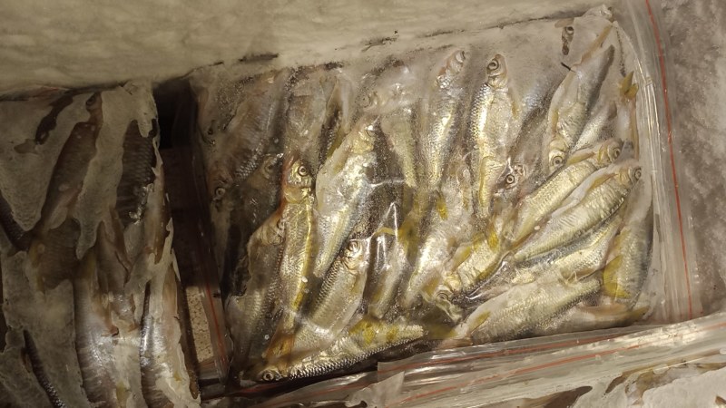 大嘴马口鱼批发