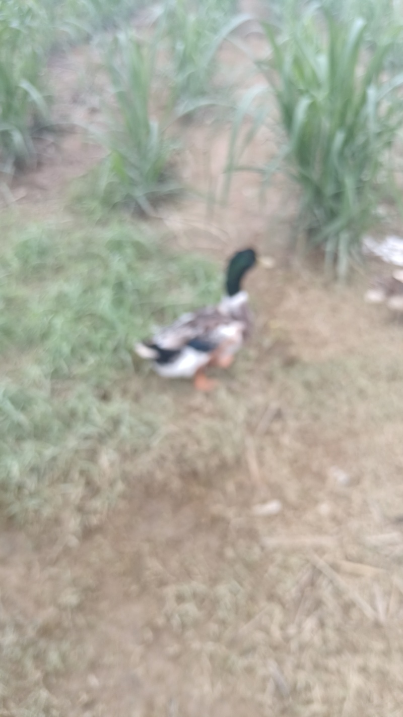 土青头鸭