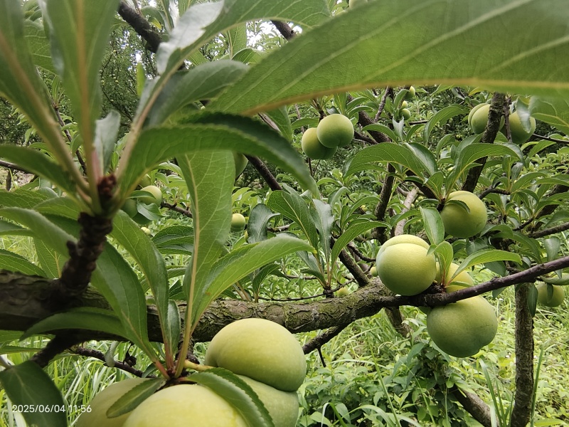 蜂糖李中果和大果
