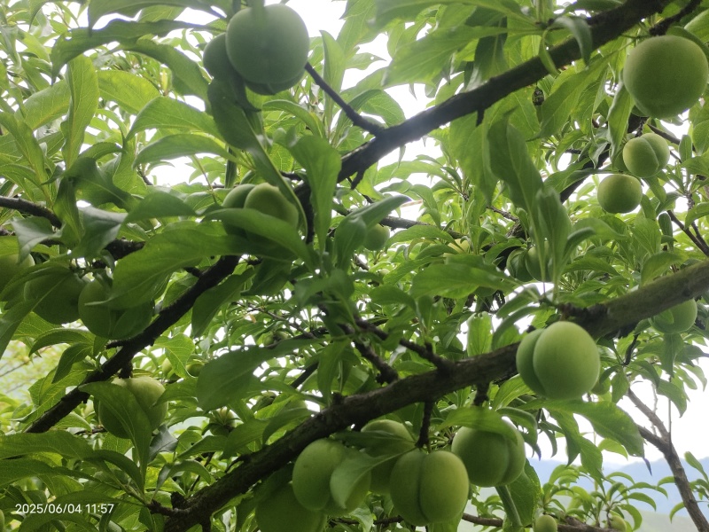 蜂糖李中果和大果