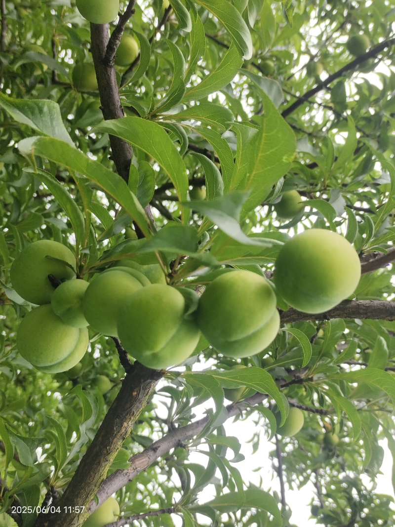 蜂糖李中果和大果