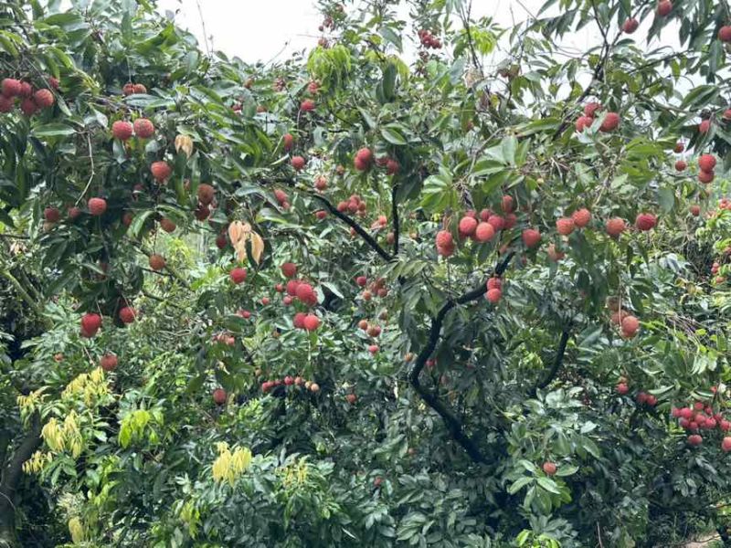 桂味荔枝。自家果园20万斤左右，找一个固定采购商。