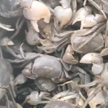 嘟噜蟹，发财蟹