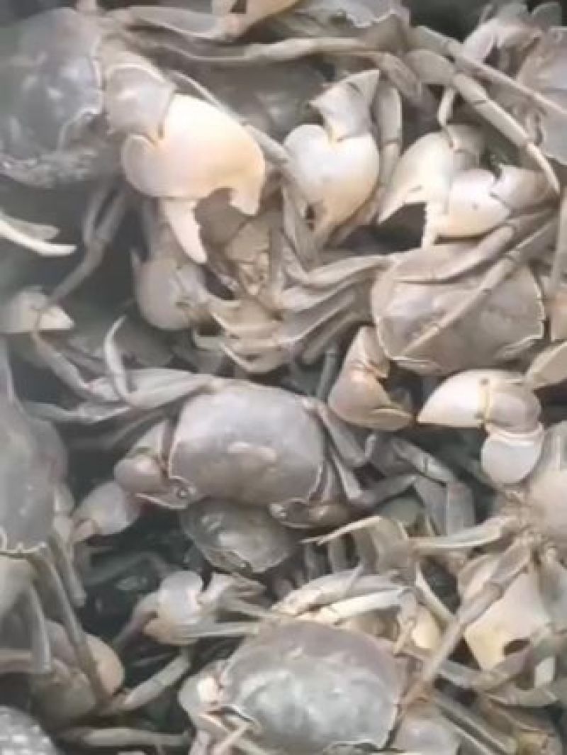 嘟噜蟹，发财蟹