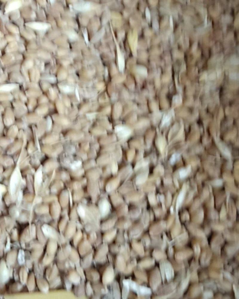 陈年小麦，一万斤左右