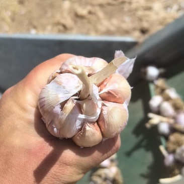 大青稞蒜种