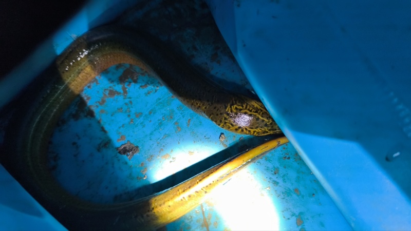 上海黄鳝