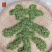 信阳毛尖茶