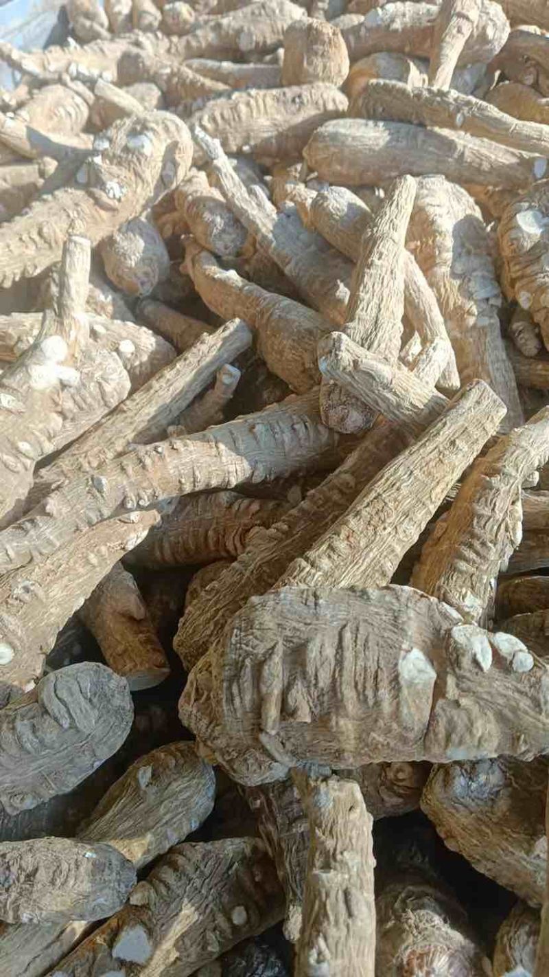 白芷白芷个亳白芷个大条二条小条现货新货