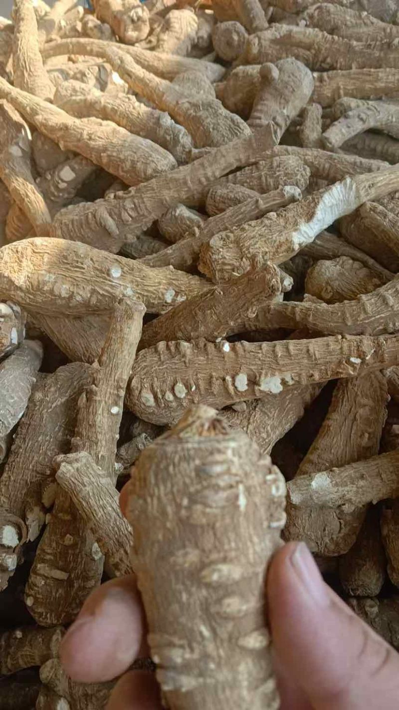 白芷白芷个亳白芷个大条二条小条现货新货