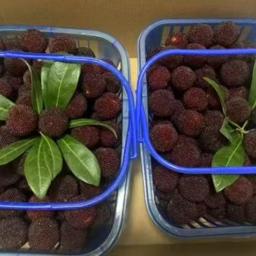 仙居荸荠杨梅