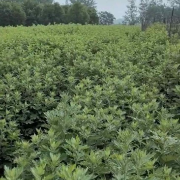 精品艾草产地直发量大质优
