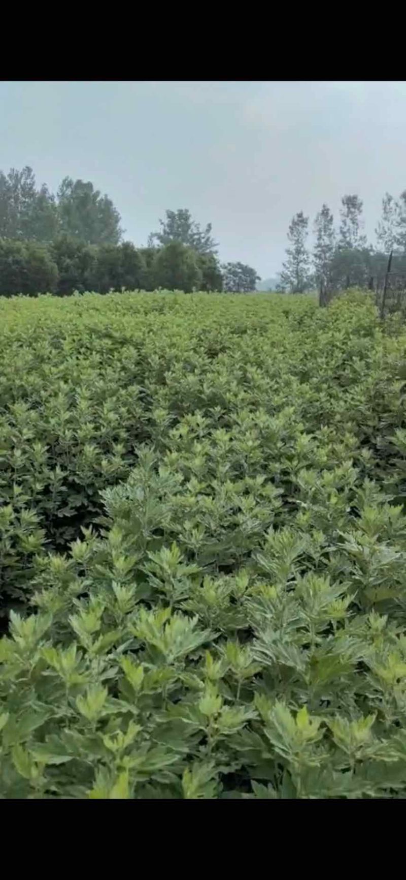 精品艾草产地直发量大质优