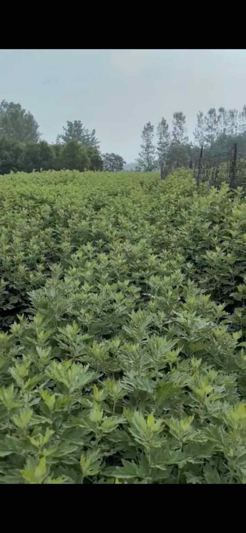 精品艾草产地直发量大质优