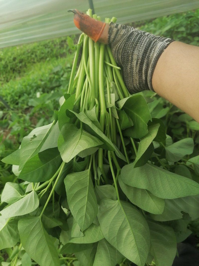 菜长度，25公分，**不会超过胶框，质量保证