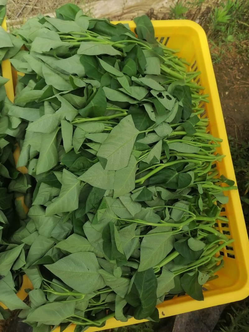 菜长度，25公分，**不会超过胶框，质量保证