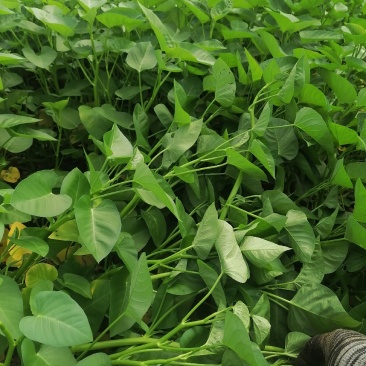 菜长度，25公分，**不会超过胶框，质量保证