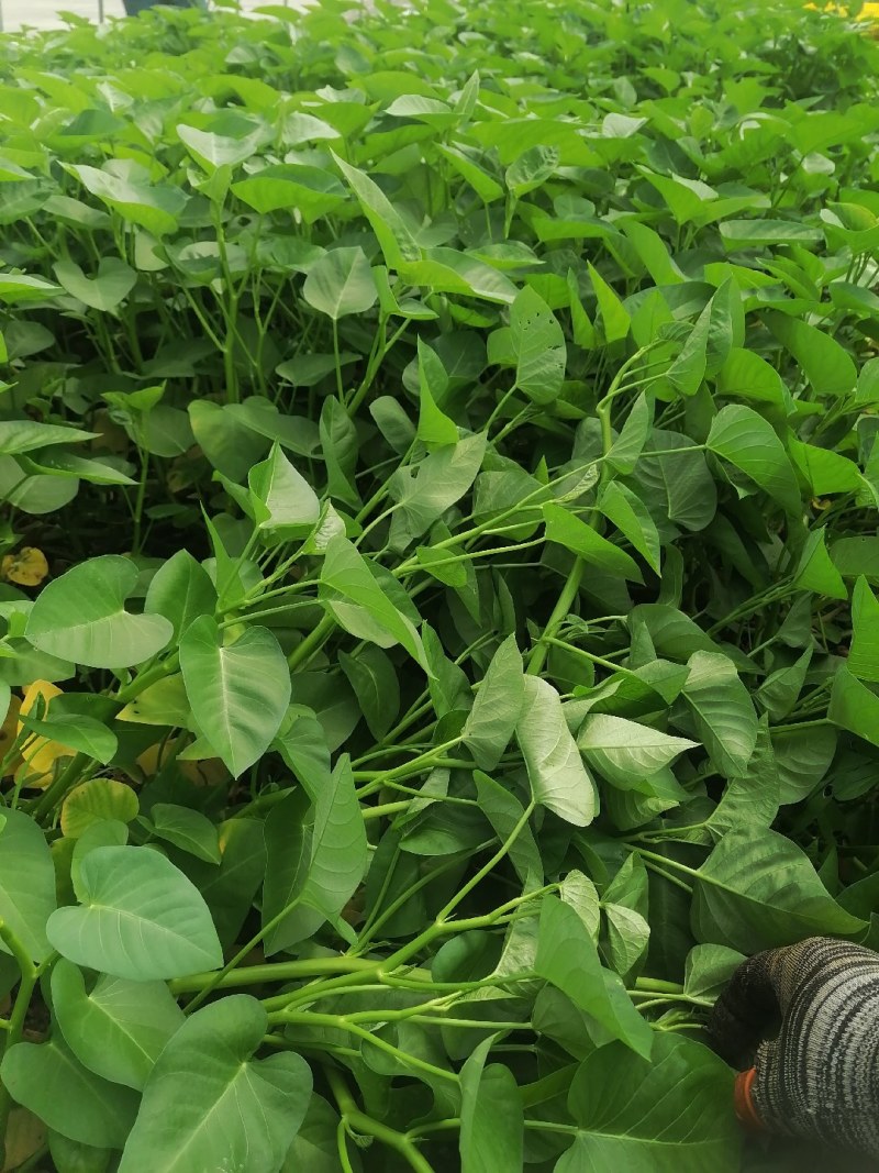 菜长度，25公分，**不会超过胶框，质量保证