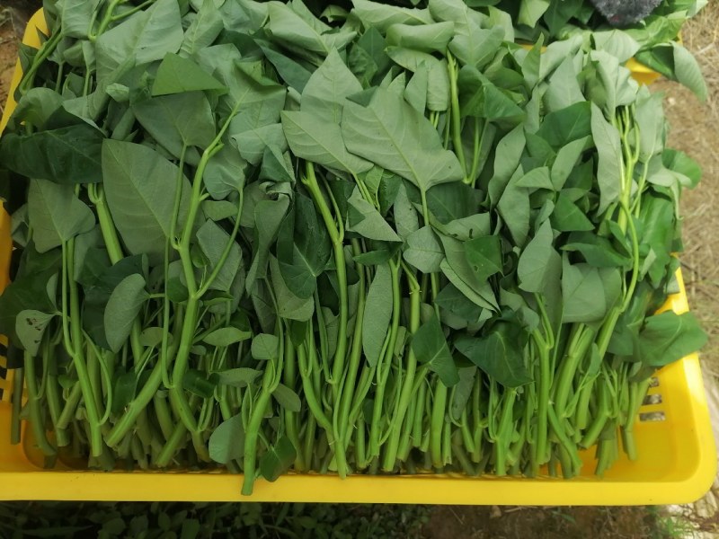 菜长度，25公分，**不会超过胶框，质量保证