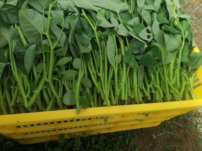 菜长度，25公分，**不会超过胶框，质量保证