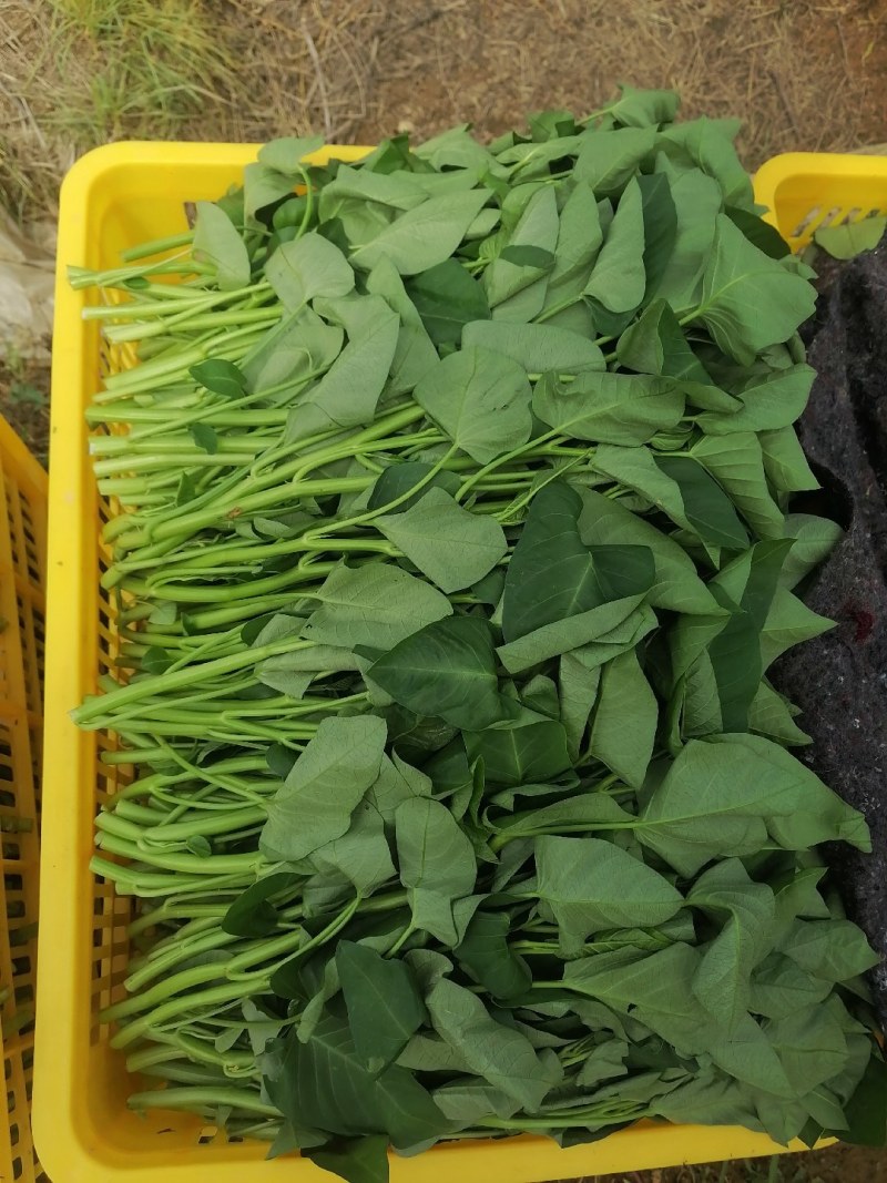菜长度，25公分，**不会超过胶框，质量保证