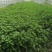 菜长度，25公分，**不会超过胶框，质量保证