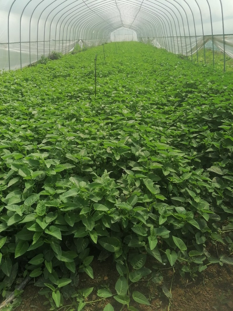 菜长度，25公分，**不会超过胶框，质量保证